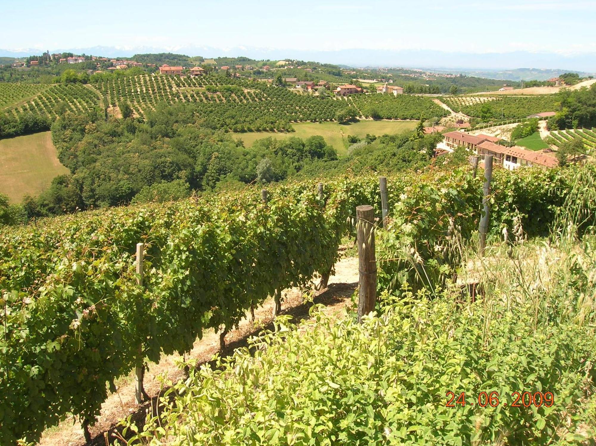 Gasthaus Tenuta Calabiana Diano dʼAlba Exterior foto